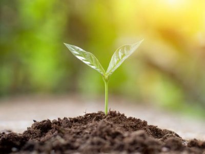 a small plant with two leaves sprouts from a pile of brown soil